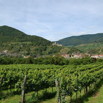 wine holidays in Austria