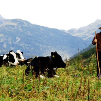 Happy cows in Lech, Vorarlberg, Østerrike