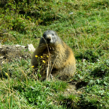 Marmots, Lech, Vorarlberg, Østerrike