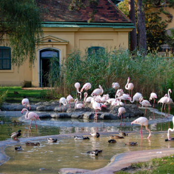 Flamingos at Vienna Zoo, Schönbrunn, Vienna, Austria