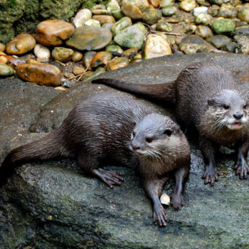 Small-clawed otters at Vienna Zoo, Schönbrunn, Vienna, Austria