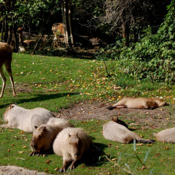 Capybaras at Vienna Zoo, Schönbrunn, Vienna, Austria