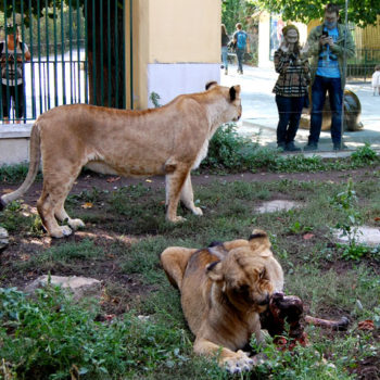 Lions at Vienna Zoo, Schönbrunn, Vienna, Austria