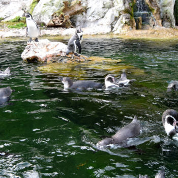 Sea lions and penguins at Vienna Zoo, Schönbrunn, Vienna, Austria