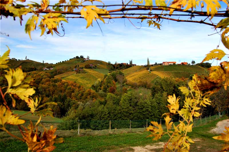 Vineyards in southern Styria, Austria