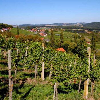 Vineyards at Klöch, Styria, Austria