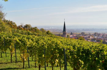 View of Gumpoldskirchen from the vineyards