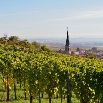 View of Gumpoldskirchen from the vineyards