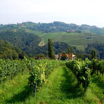 The view of vineyards and forests in the Sausal region, Styria, Austria